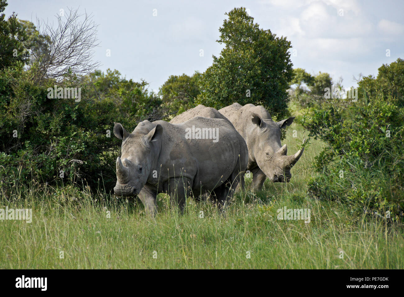 Rhinocéros blancs dans la brousse, Ol Pejeta Conservancy, Kenya Banque D'Images