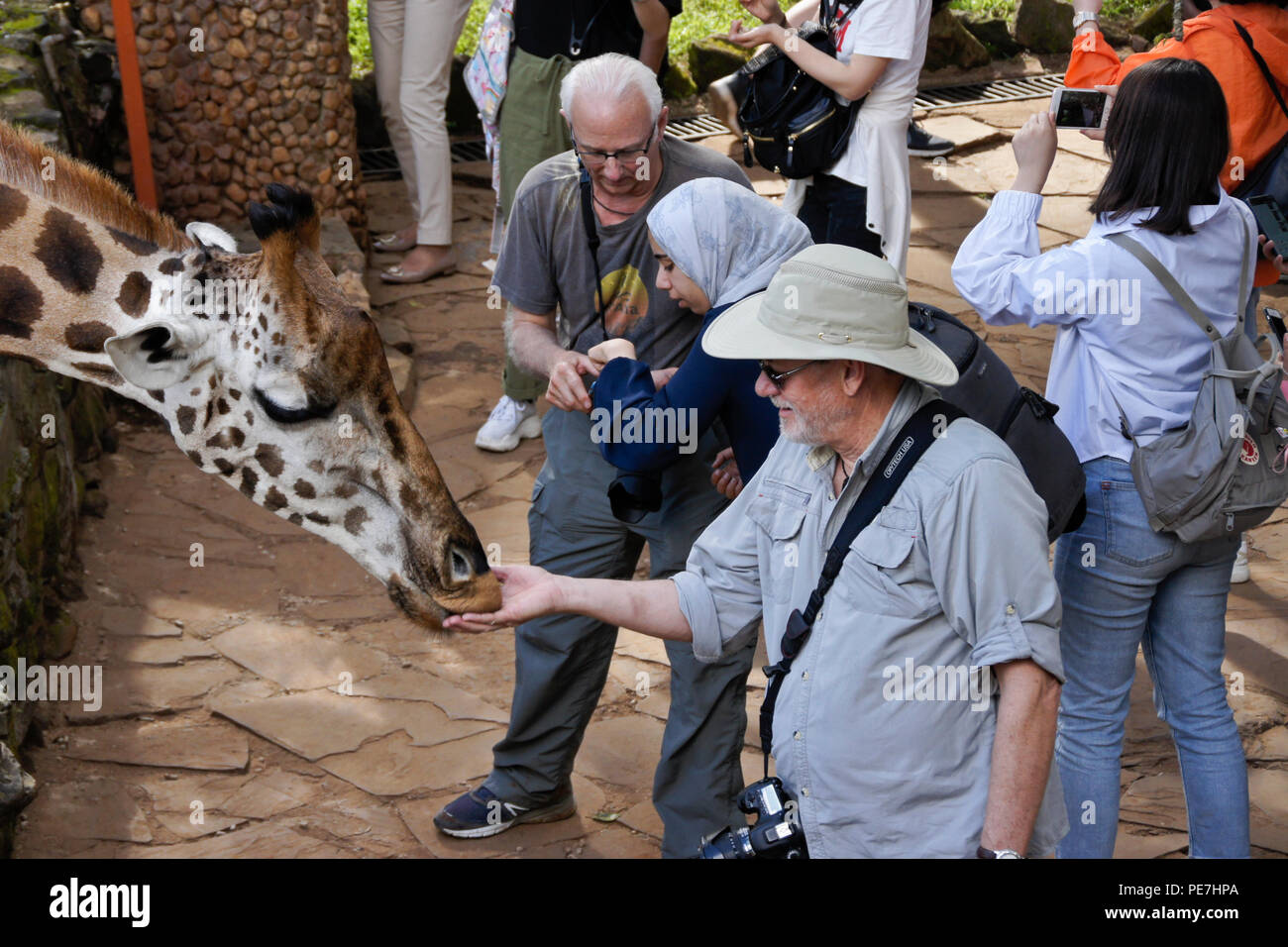 Visiteurs en danger l'alimentation à la girafe Rothschild Centre Afew Giraffe, Nairobi, Kenya Banque D'Images