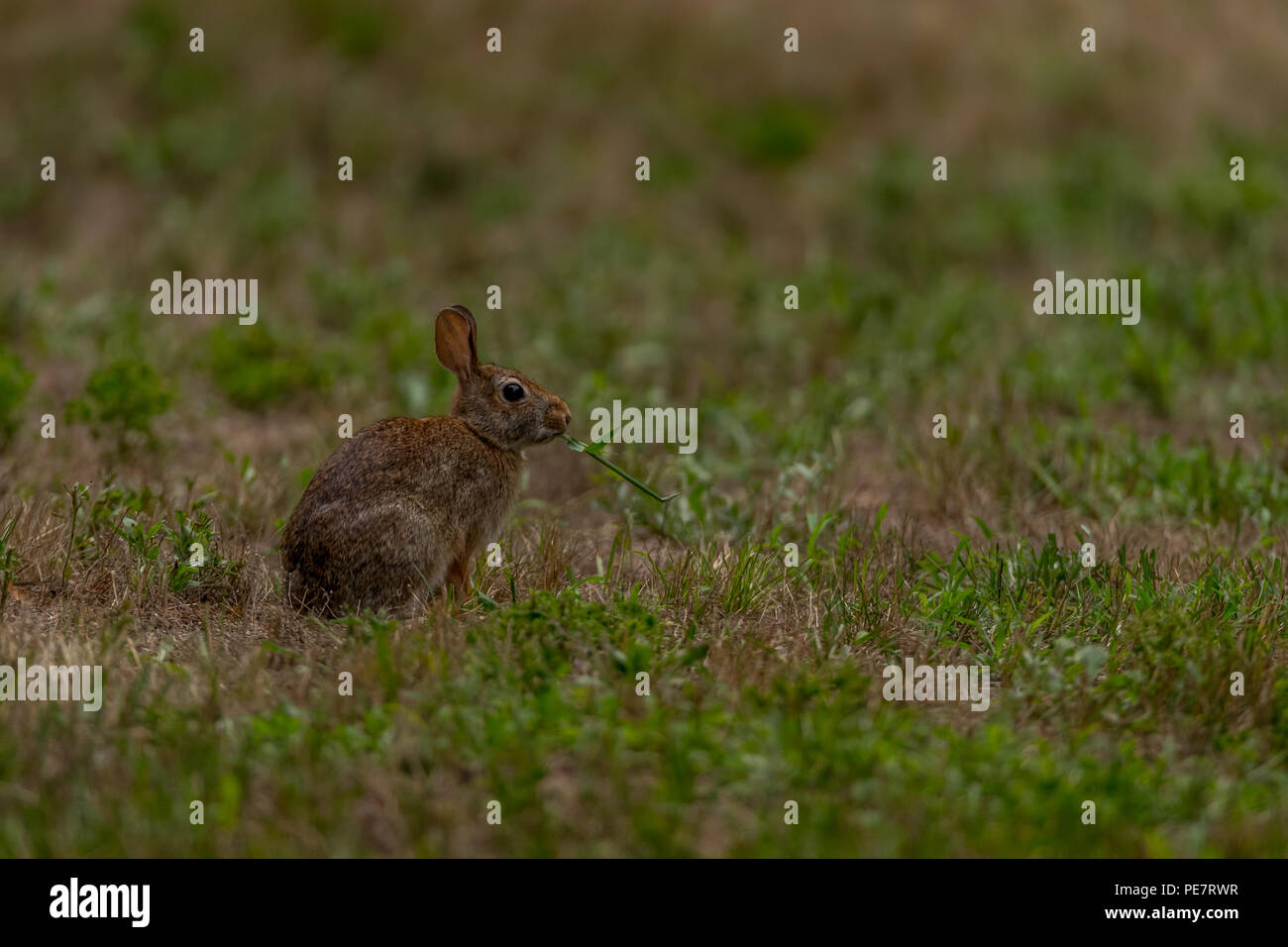 Le lapin à queue blanche (Sylvilagus floridanus) manger la végétation. Banque D'Images Le lapin à queue blanche (Sylvilagus floridanus) manger la végétation. Banque D'Images