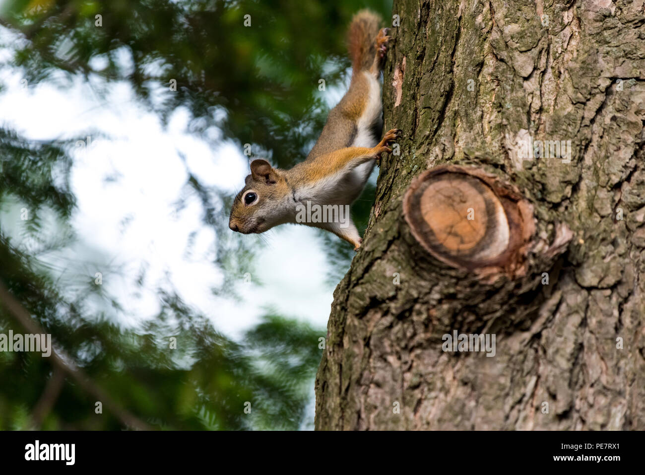 Écureuil roux (Tamiasciurus hudsonicus) dans un arbre. Banque D'Images Écureuil roux (Tamiasciurus hudsonicus) dans un arbre. Banque D'Images