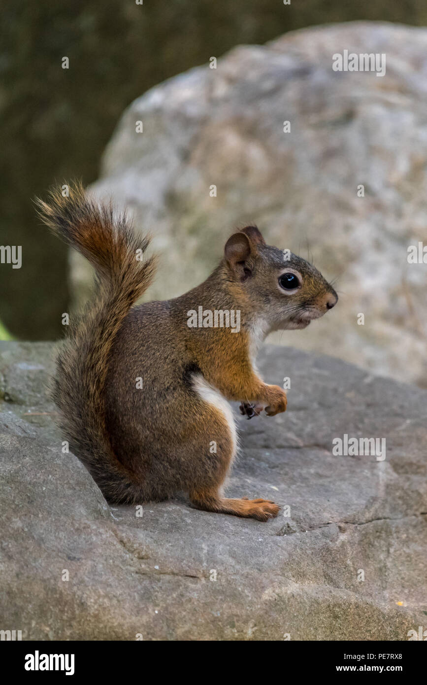 Vue latérale d'un écureuil roux (Tamiasciurus hudsonicus) assis sur un rocher. Banque D'Images Vue latérale d'un écureuil roux (Tamiasciurus hudsonicus) assis sur un rocher. Banque D'Images