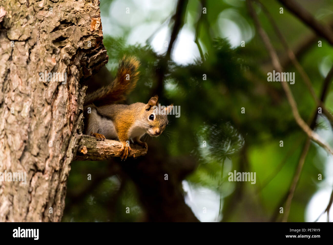 Écureuil roux (Tamiasciurus hudsonicus) dans un arbre. Banque D'Images Écureuil roux (Tamiasciurus hudsonicus) dans un arbre. Banque D'Images