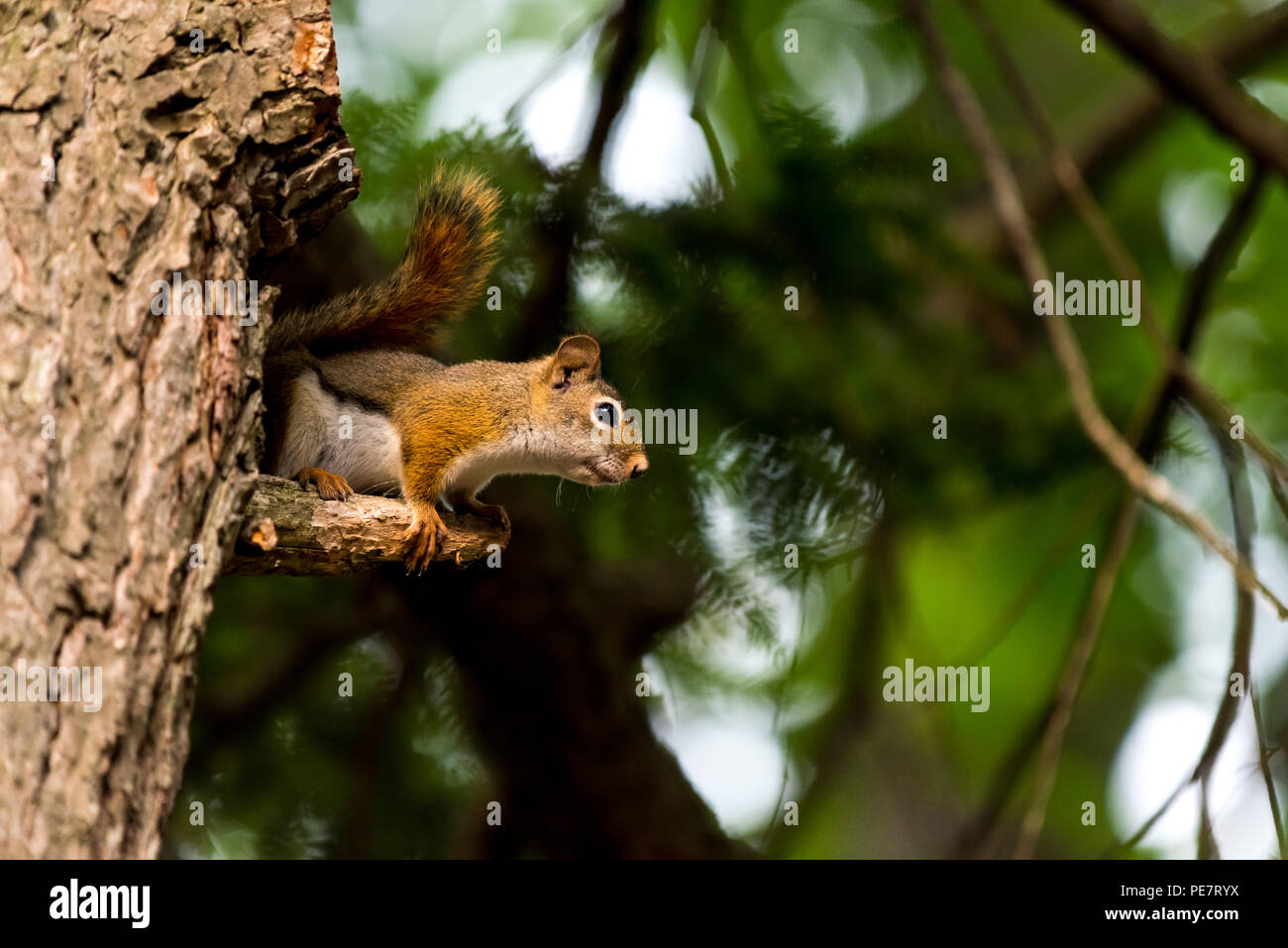 Écureuil roux (Tamiasciurus hudsonicus) dans un arbre. Banque D'Images Écureuil roux (Tamiasciurus hudsonicus) dans un arbre. Banque D'Images