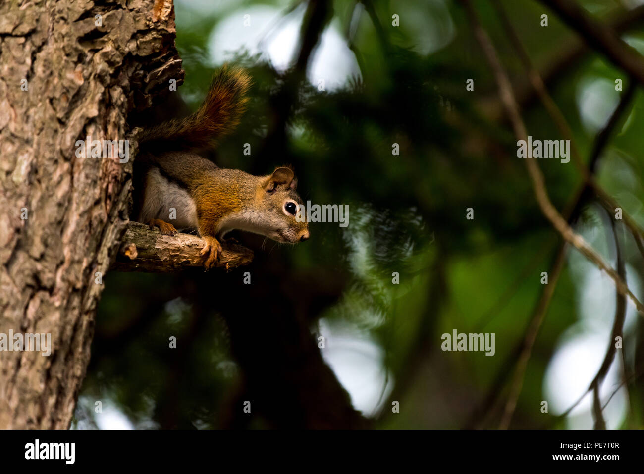 Écureuil roux (Tamiasciurus hudsonicus) dans un arbre. Banque D'Images Écureuil roux (Tamiasciurus hudsonicus) dans un arbre. Banque D'Images