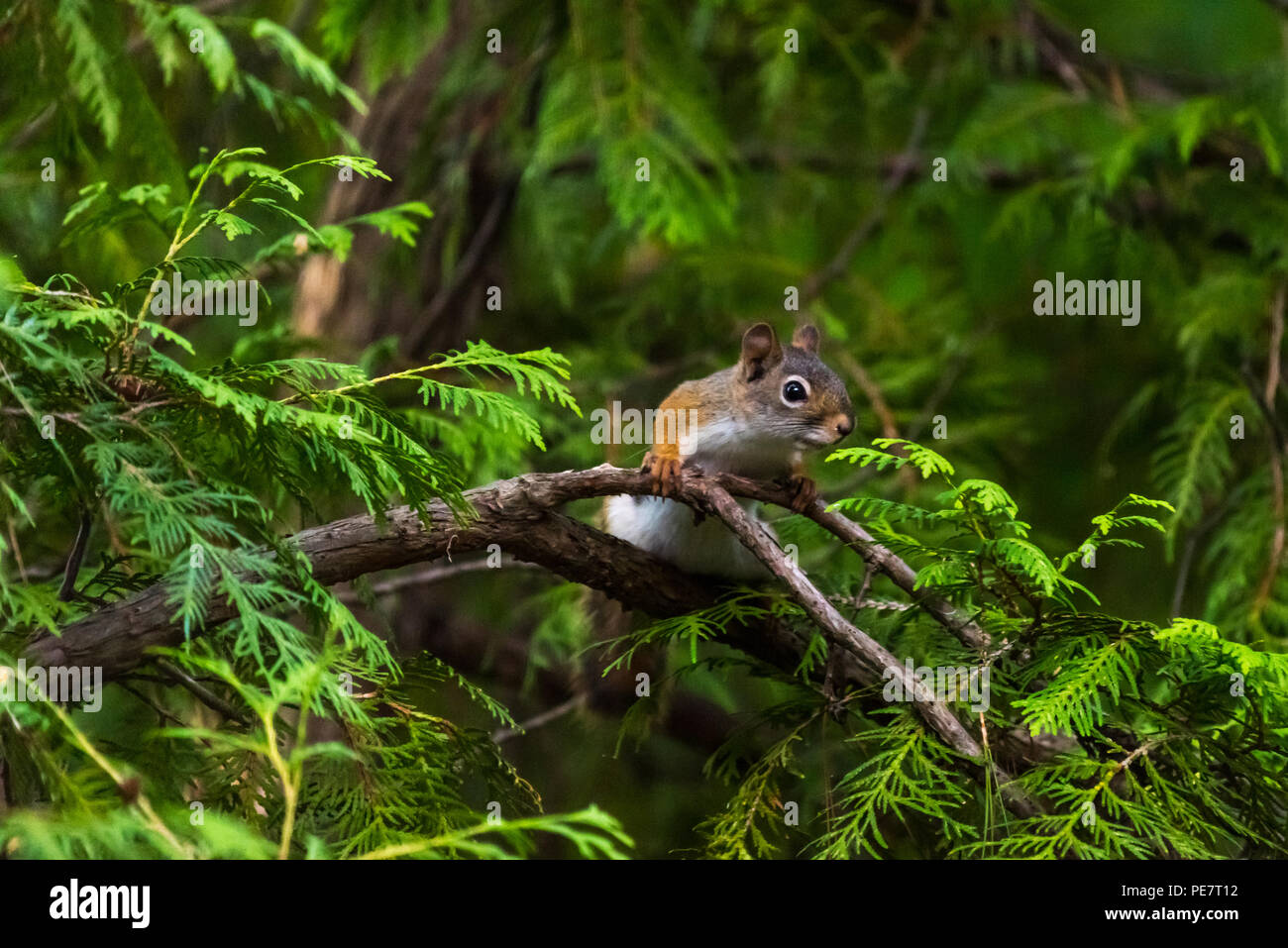Écureuil roux (Tamiasciurus hudsonicus) dans un arbre. Banque D'Images Écureuil roux (Tamiasciurus hudsonicus) dans un arbre. Banque D'Images