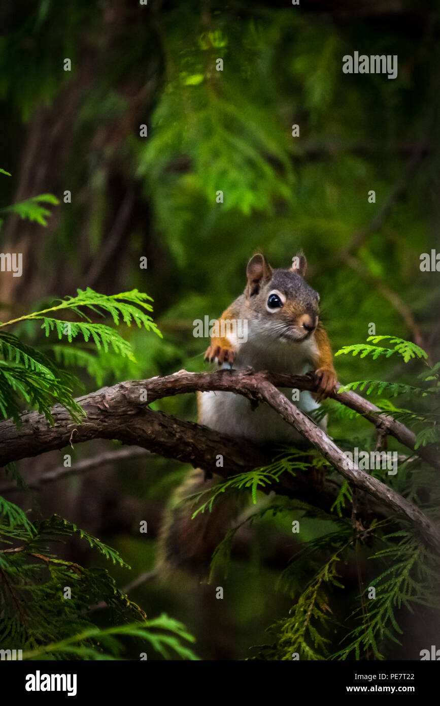 Écureuil roux (Tamiasciurus hudsonicus) dans un arbre. Banque D'Images Écureuil roux (Tamiasciurus hudsonicus) dans un arbre. Banque D'Images