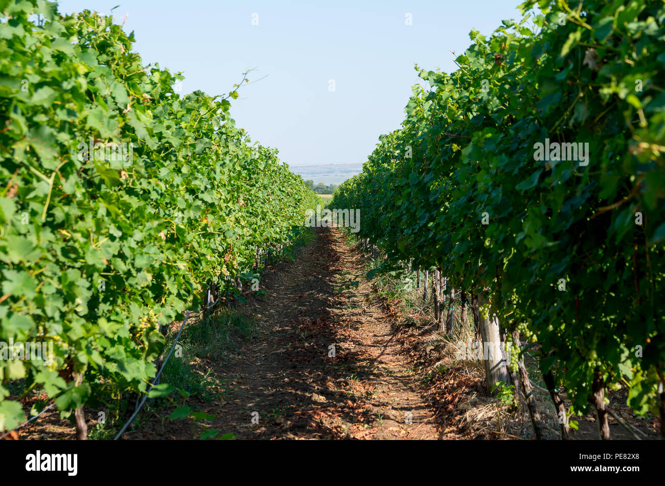La viticulture. Les rangées de vignes. Banque D'Images