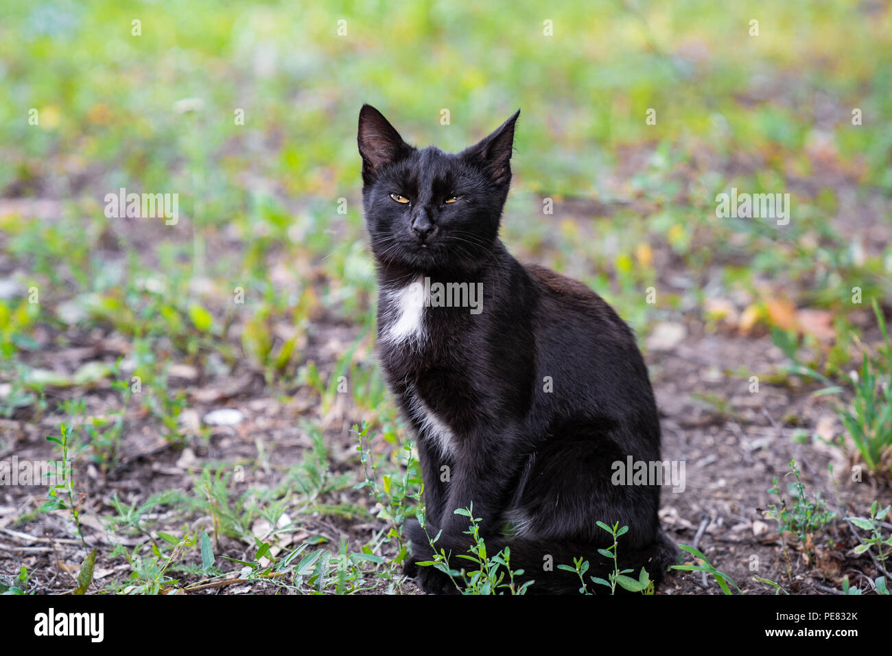 Chaton rue sitting in grass Banque D'Images