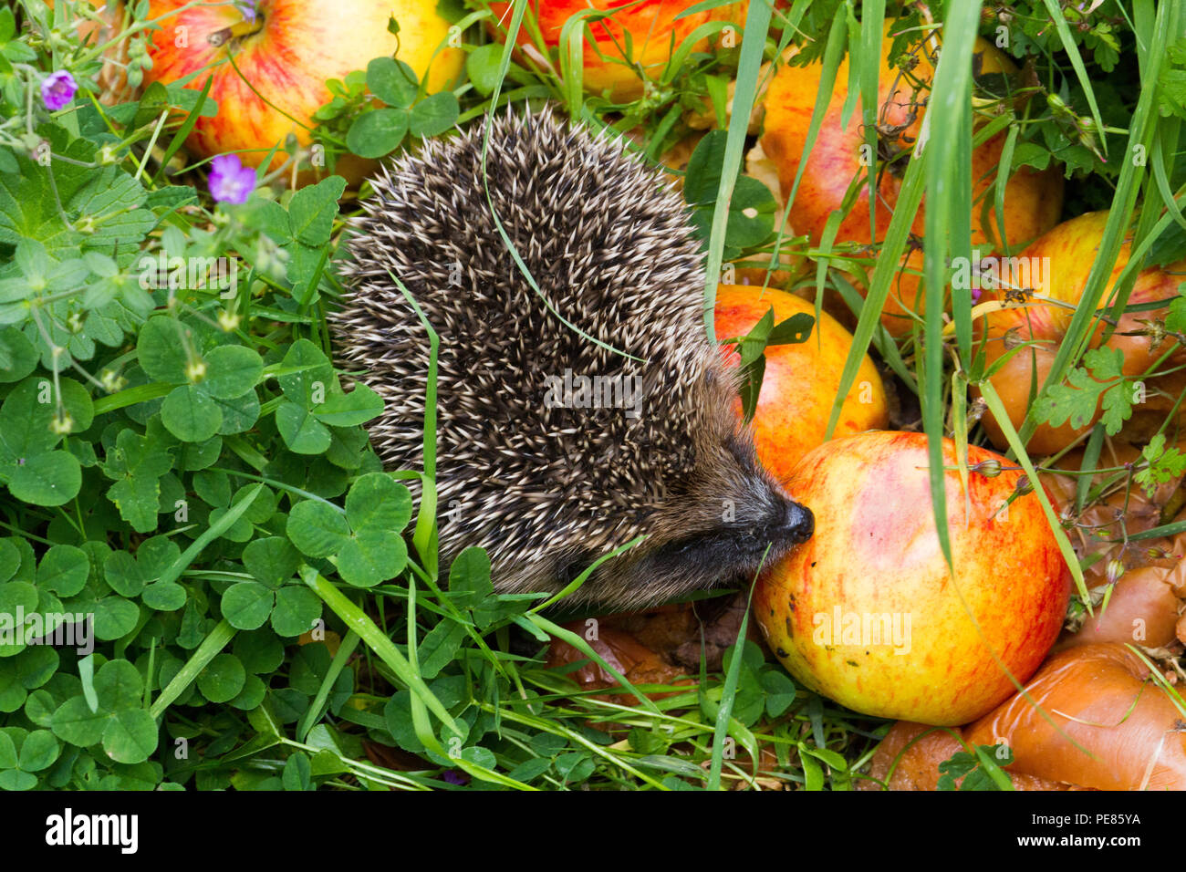 ( Hérisson Erinaceus europaeus ) dans le verger dans le jardin , à la — free download