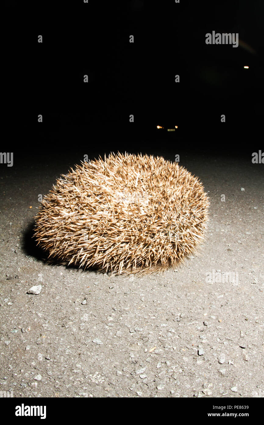 ( Hérisson Erinaceus europaeus ) , recroquevillé dans un defgensive