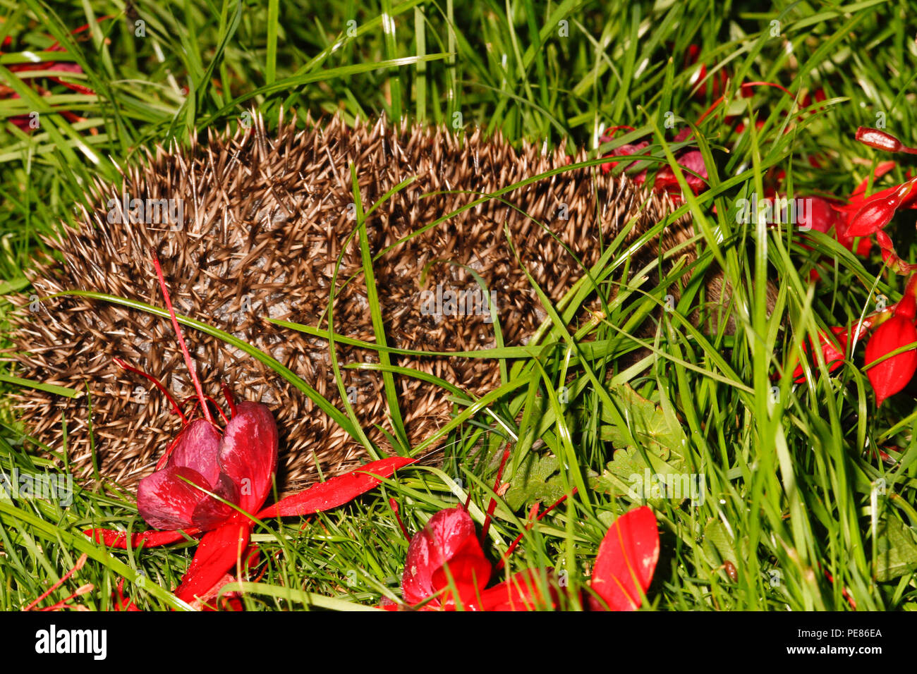 ( Hérisson Erinaceus europaeus ) sous bush Fuschia la nuit dans le jardin,les espèces menacées en raison de laack d'habtat approprié et la nourriture disponible Banque D'Images