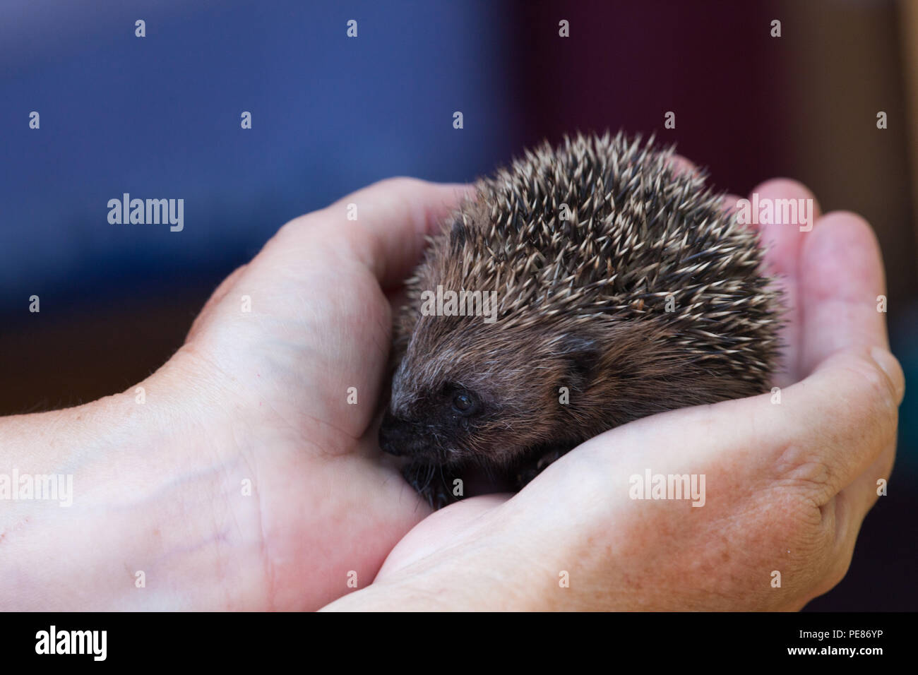 ( Hérisson Erinaceus europaeus ) ,jeune en s'occupant les mains dans l'hôpital de hérisson Banque D'Images