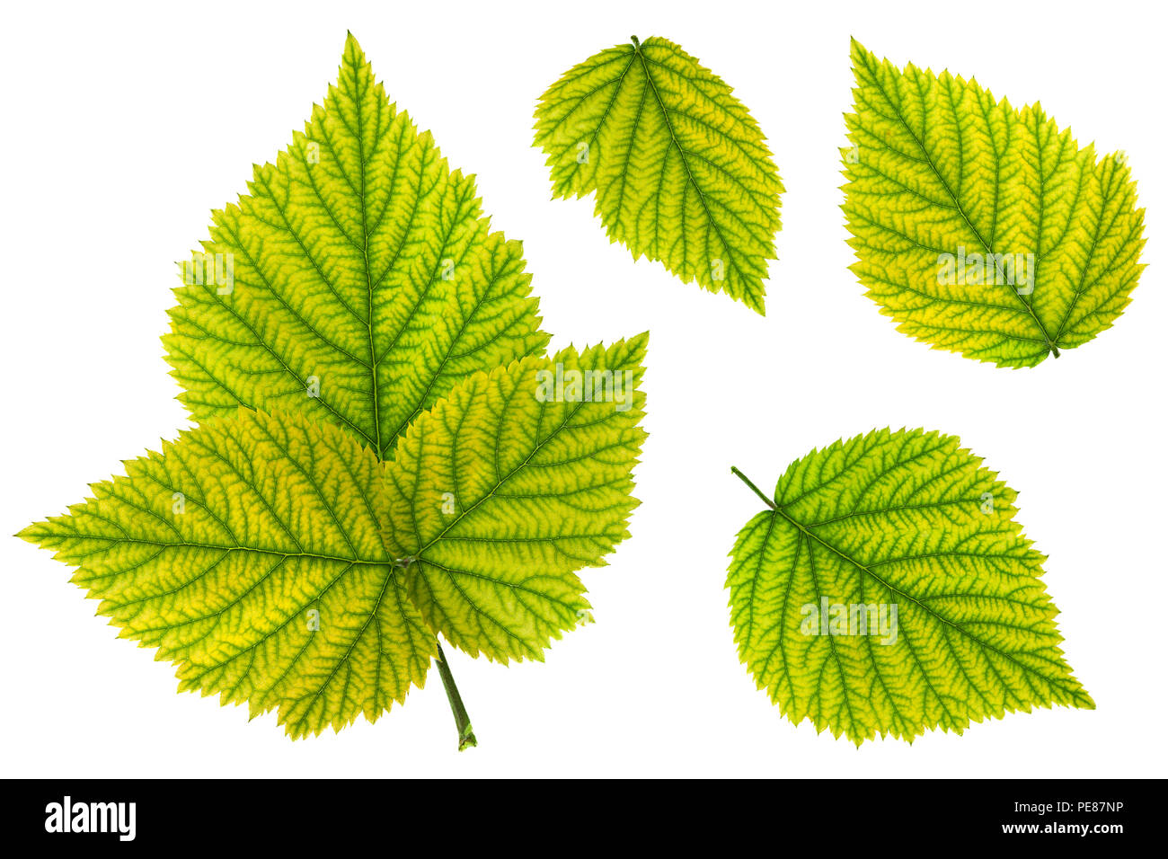 Feuille fruit Blackberry définissez libre isolé sur fond blanc Banque D'Images