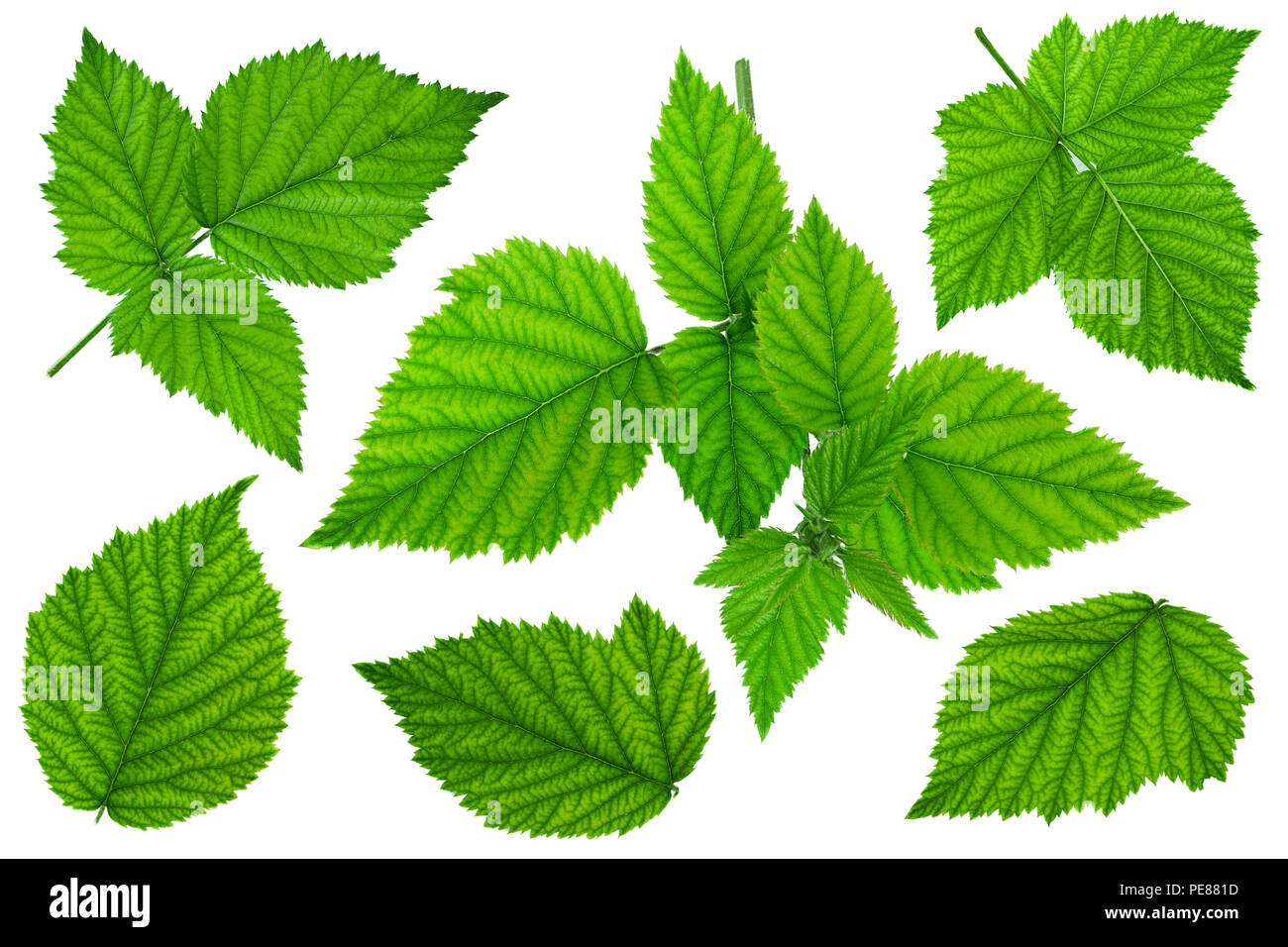 Feuille fruit Blackberry définissez libre isolé sur fond blanc Banque D'Images