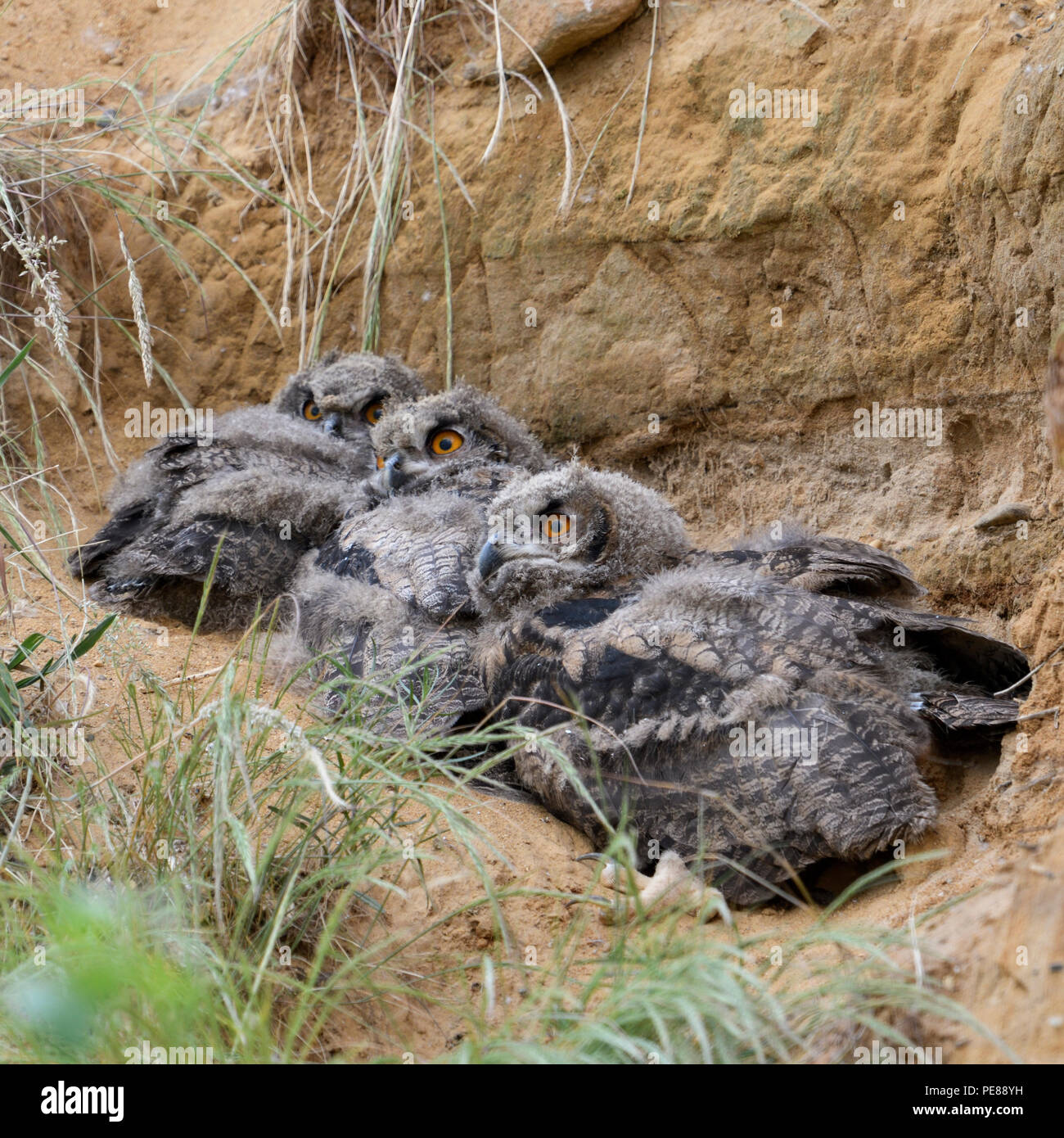 Grand hiboux / Europaeische Uhus ( Bubo bubo ), les jeunes poussins, allongé sur le sol derrière l'herbe dans un bac à sable, de la faune, de l'Europe. Banque D'Images