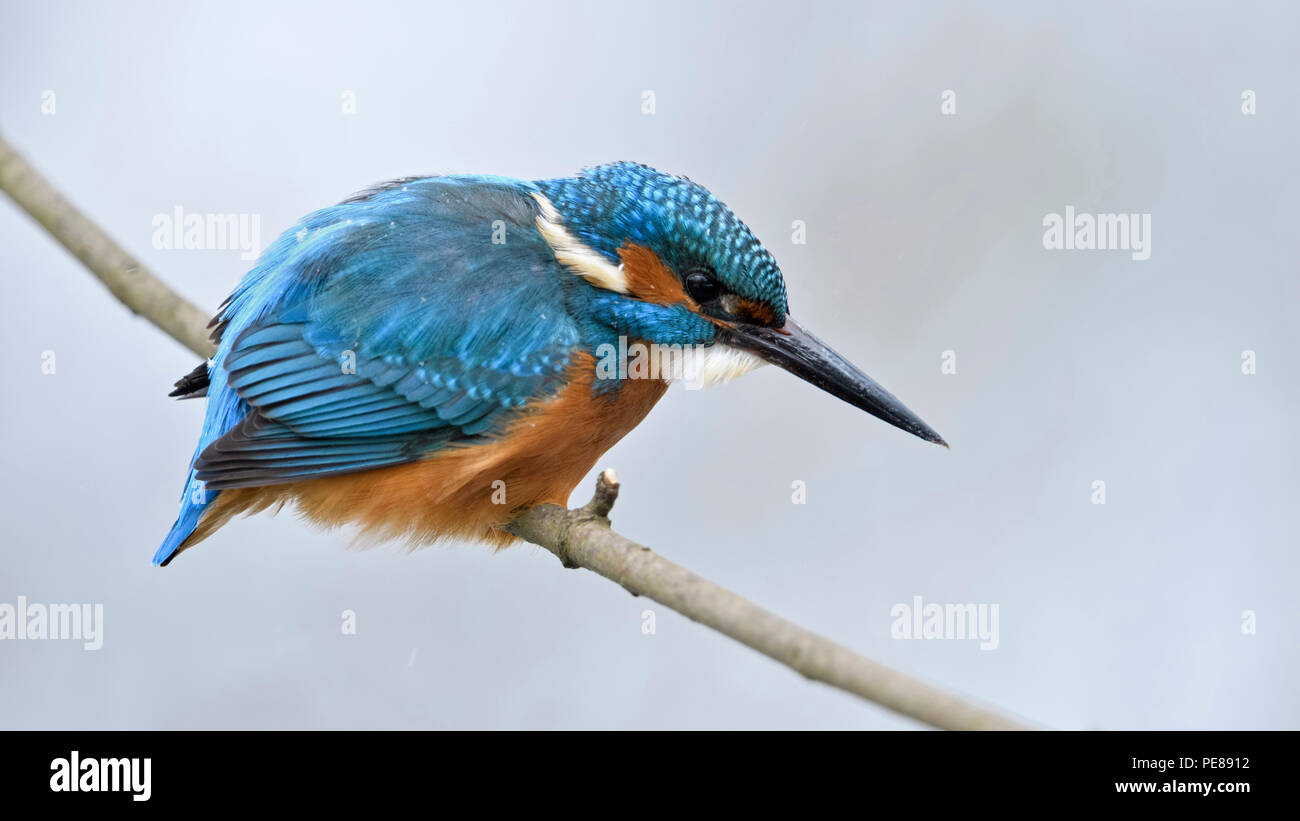 Kingfisher eurasien Alcedo atthis Optimize ( / ), homme en hiver, perché sur une branche, chasse, regarder pour la proie, des flocons de neige sur le dos, de la faune, Banque D'Images