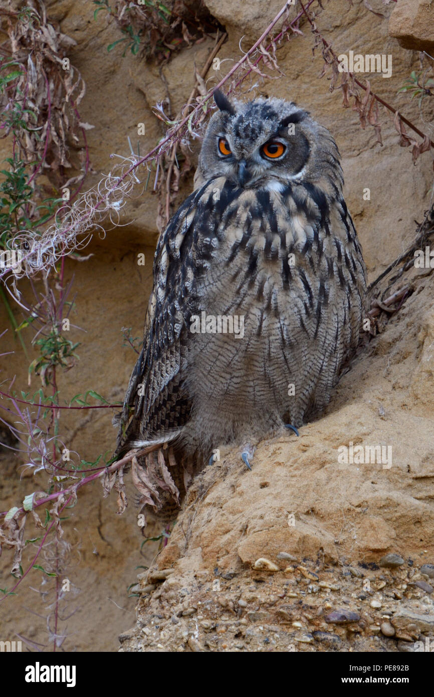 Grand / Owl Bubo bubo Europaeischer Uhu ( ), jeune oiseau, se reposant dans une falaise de sable, regardant attentivement, les yeux orange vif, de belles couleurs, wil Banque D'Images