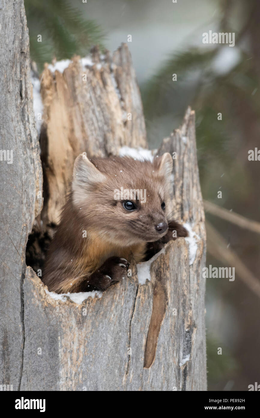 La martre d'Amérique / Baummarder / Fichtenmarder ( Martes americana ) en hiver, caché dans un arbre creux, regarder des curieux, a l'air mignon, jaune Banque D'Images