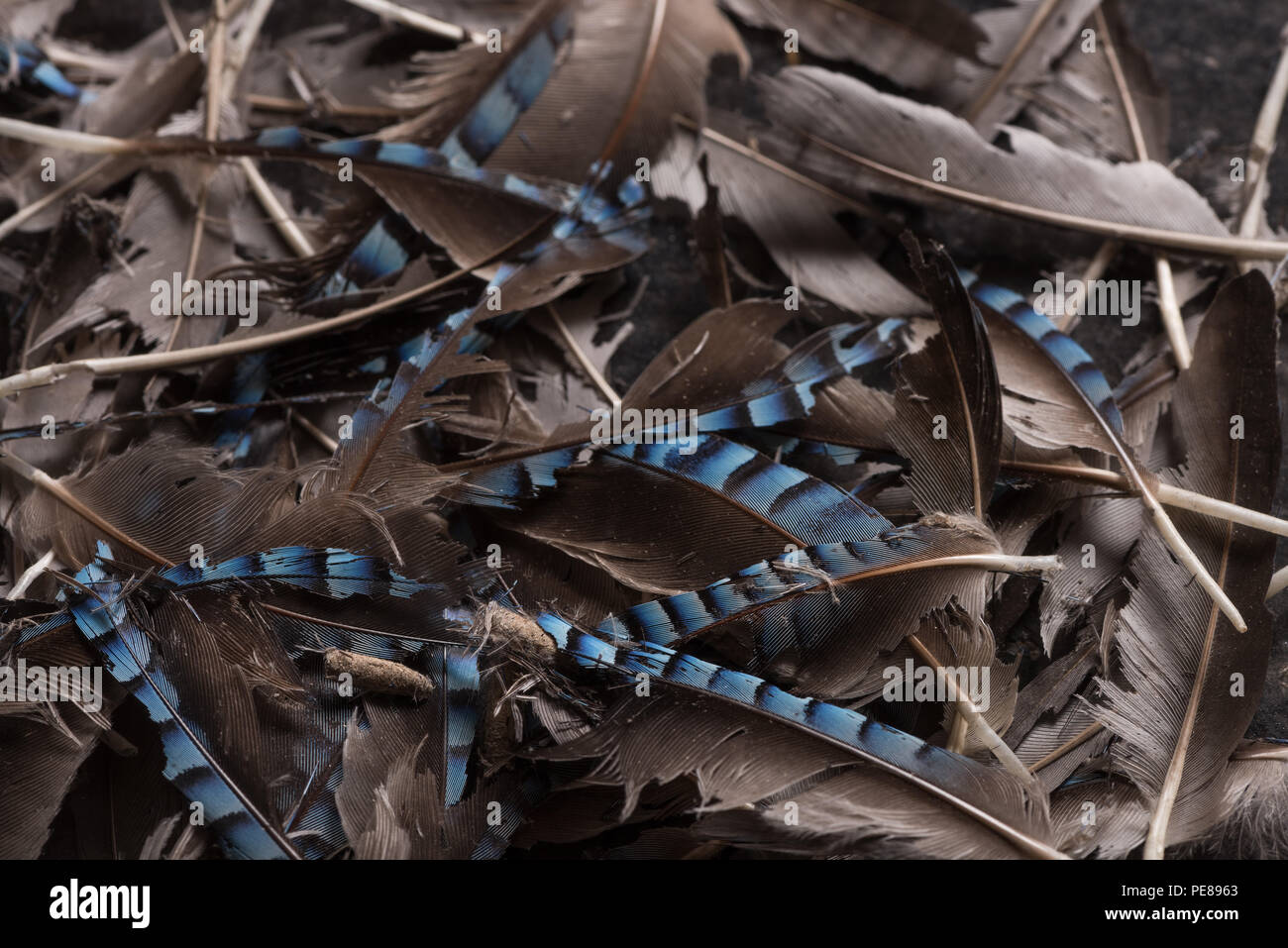 Jay plumes stockées en chambre ont été recherchées comme source de protéine, la kératine des teignes sangle par la tuberculose, les larves qui en résulte détruit feather Banque D'Images