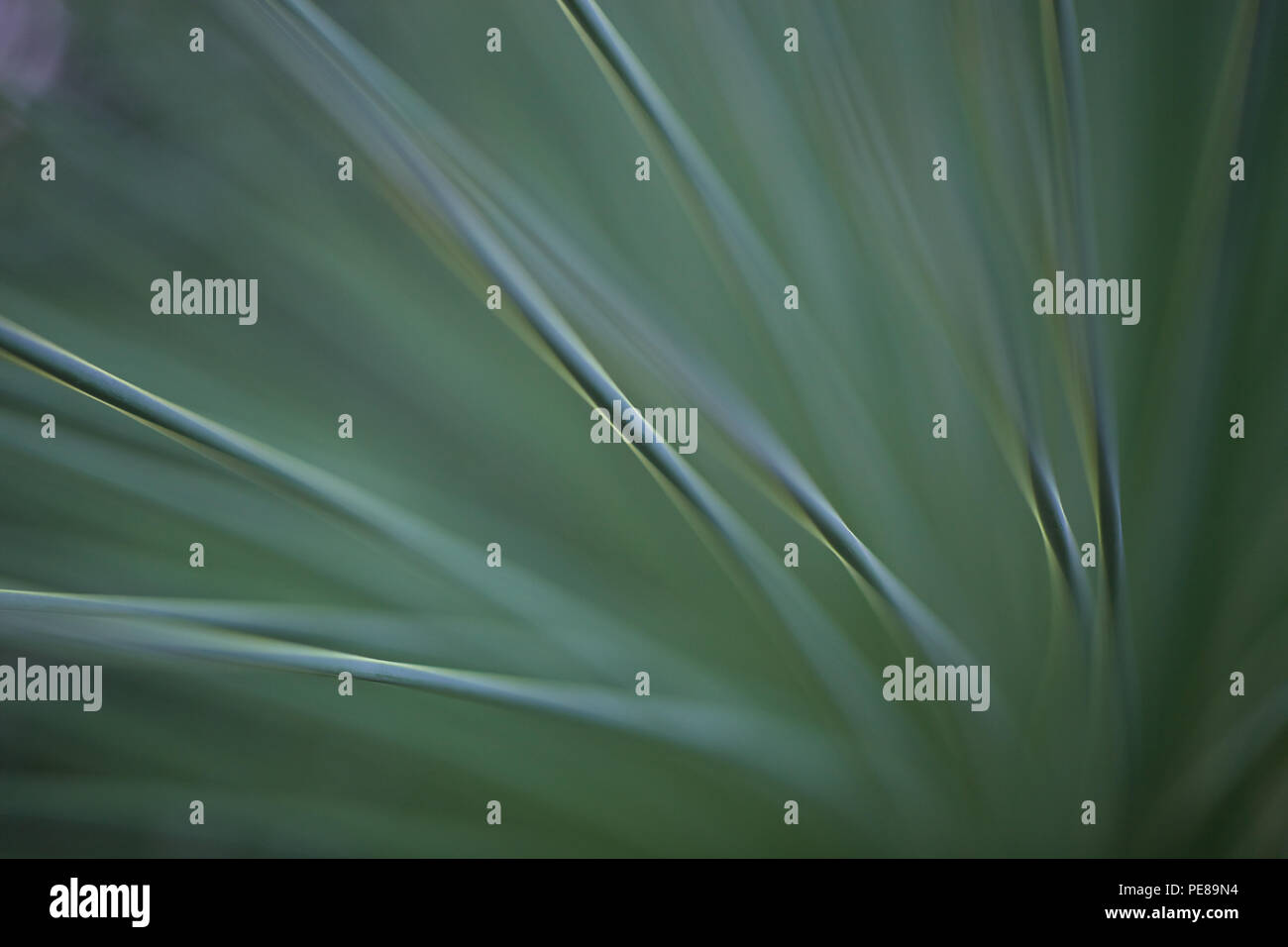 Les épines d'une usine de vera d'aloès dans close up Banque D'Images