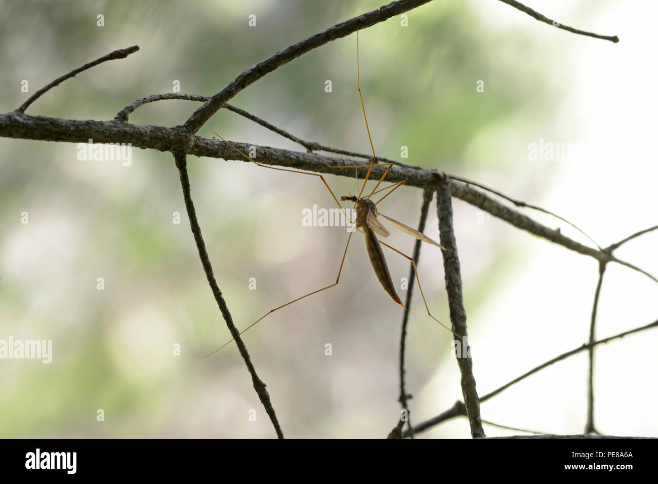 Crane fly assis sur un tronc arbre en face d'un arrière-plan flou. Lugi, des Carpates, l'Ukraine, juin, 2018 Banque D'Images