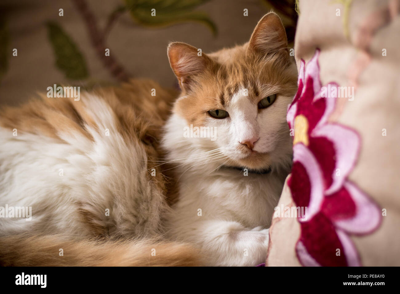 Un chat de gingembre allongé sur un coussin. Banque D'Images