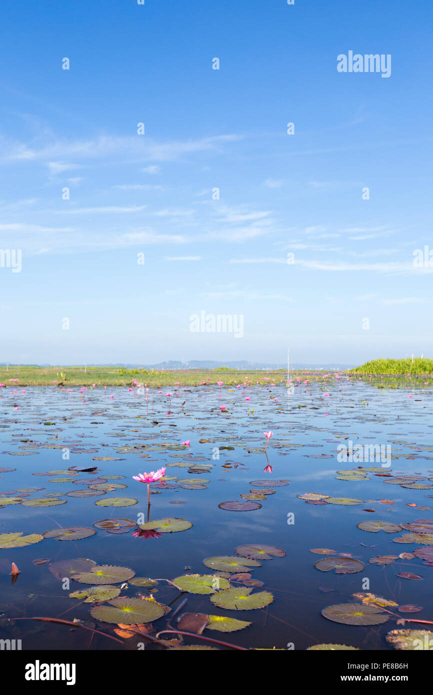 Des fleurs de lotus sur le lac Thale Noi à Phatthalung province, Thailand Banque D'Images