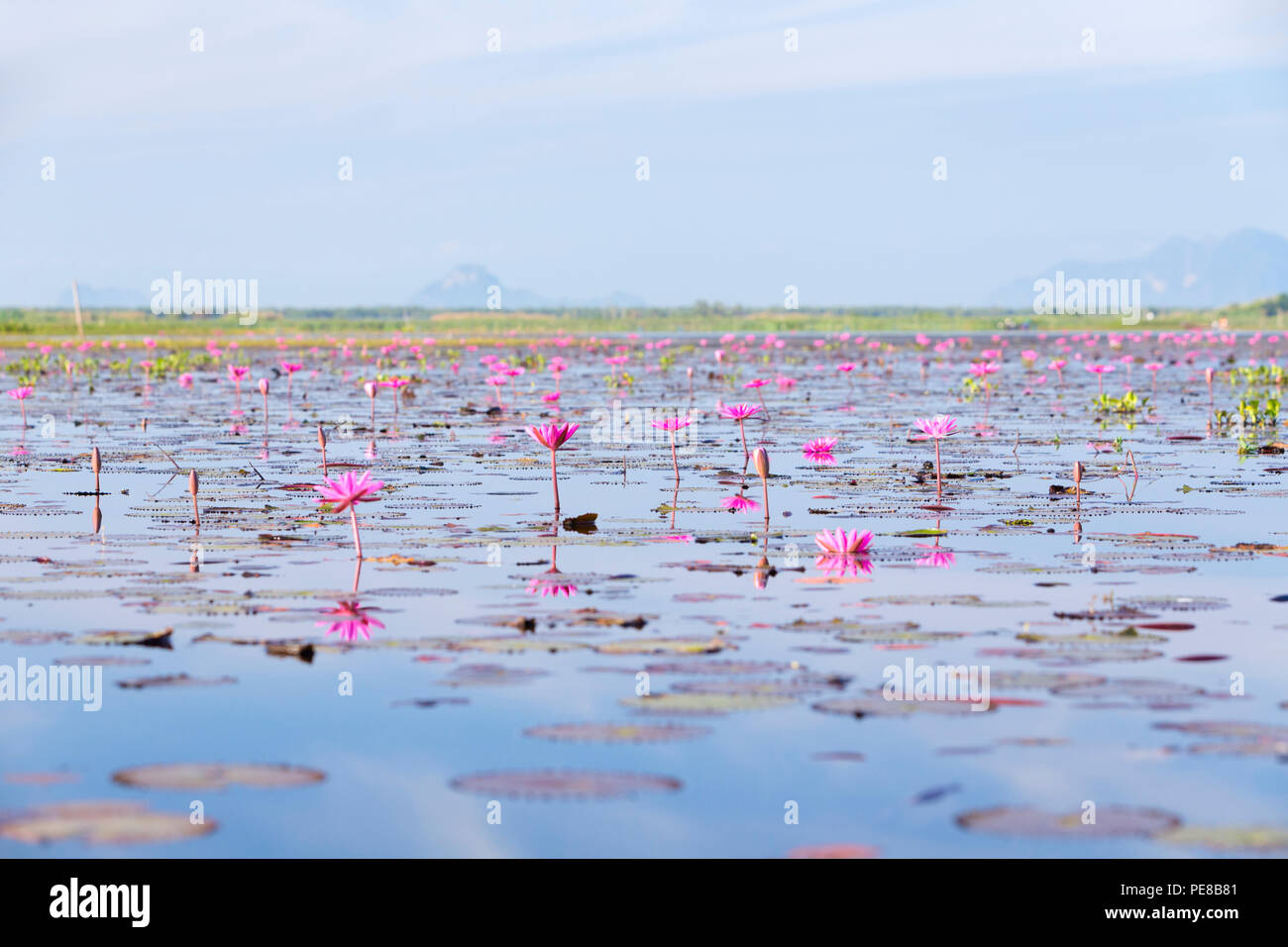 Des fleurs de lotus sur le lac Thale Noi à Phatthalung province, Thailand Banque D'Images