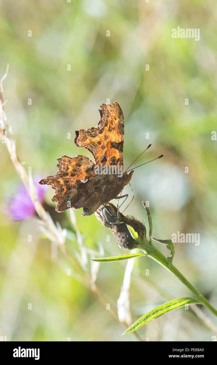 Comma butterfly (Polygonia c-album). La marque sur le dessous de l'aile, bien visibles ici, est la source de l'espèce nom anglais. Banque D'Images