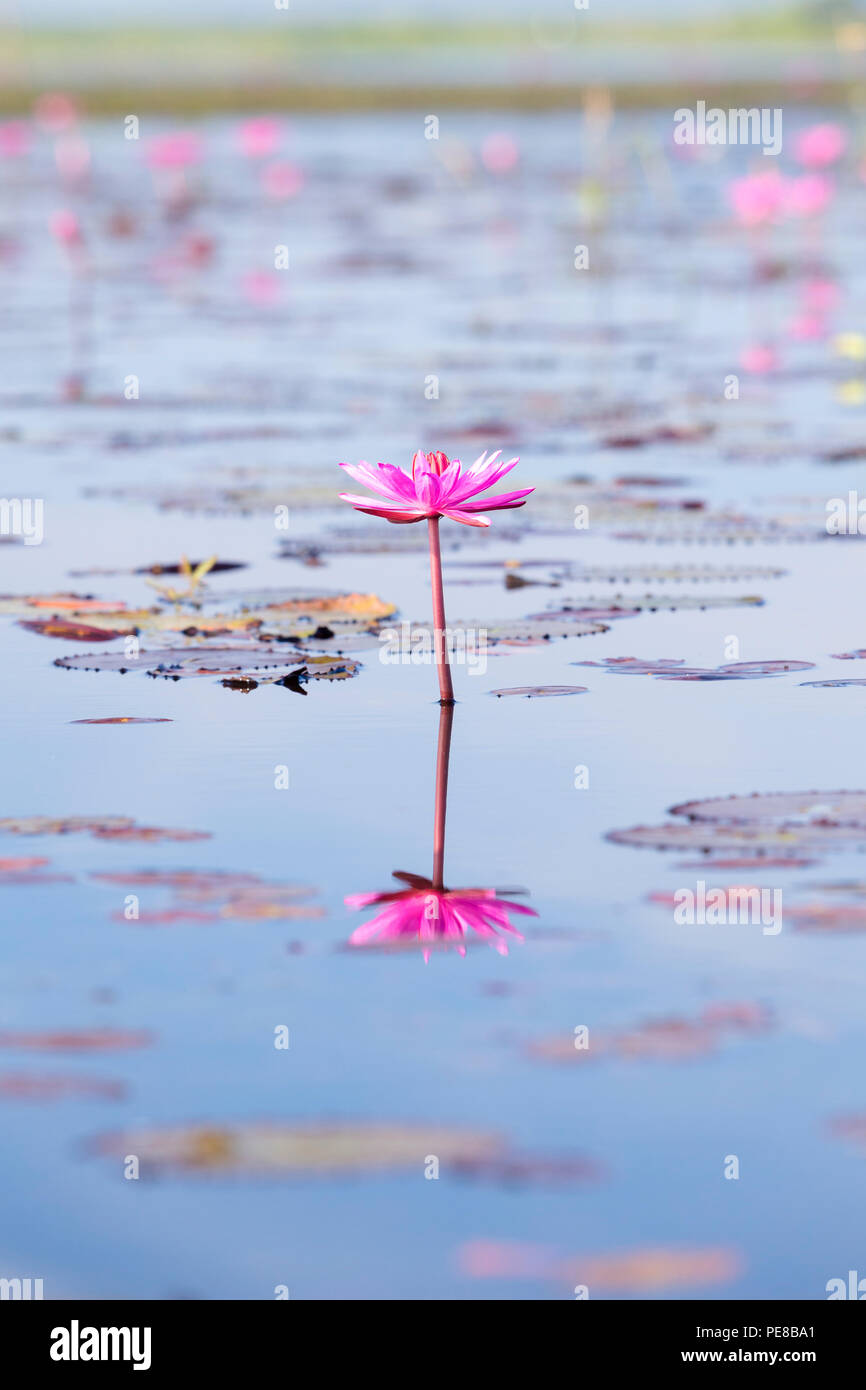 Des fleurs de lotus sur le lac Thale Noi à Phatthalung province, Thailand Banque D'Images