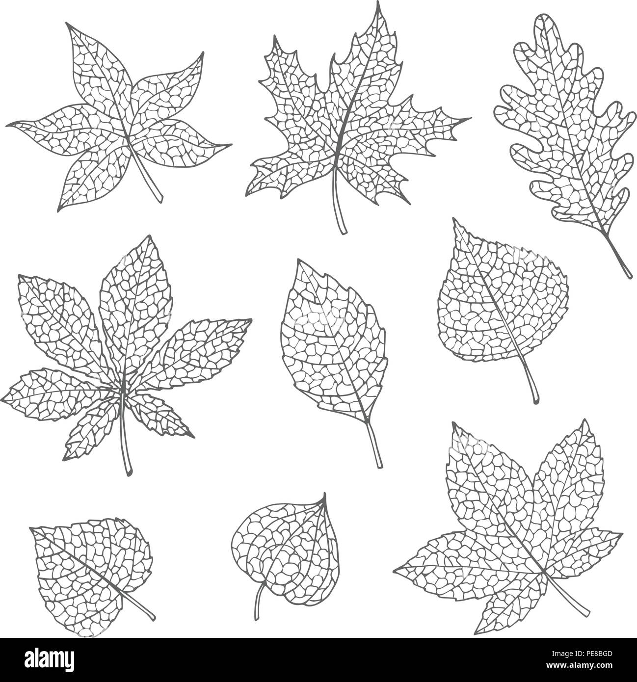 Hand drawn vector set d'automne avec le chêne, peuplier, hêtre, érable, de trembles et de feuilles de marronnier et physalis contour gris isolé sur blanc le backgroun Illustration de Vecteur