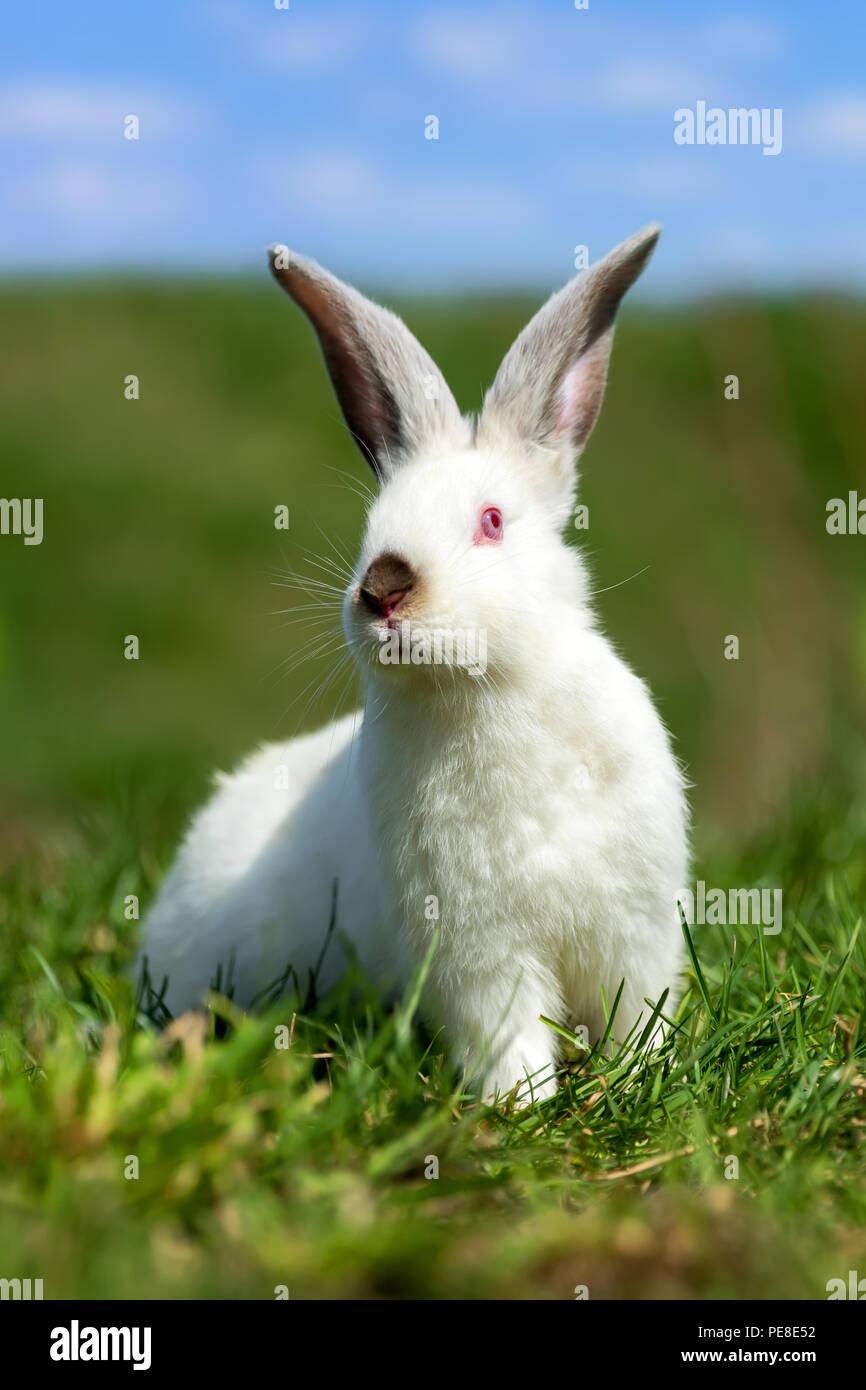 Petit lapin blanc sur l'herbe verte en été 24 Banque D'Images