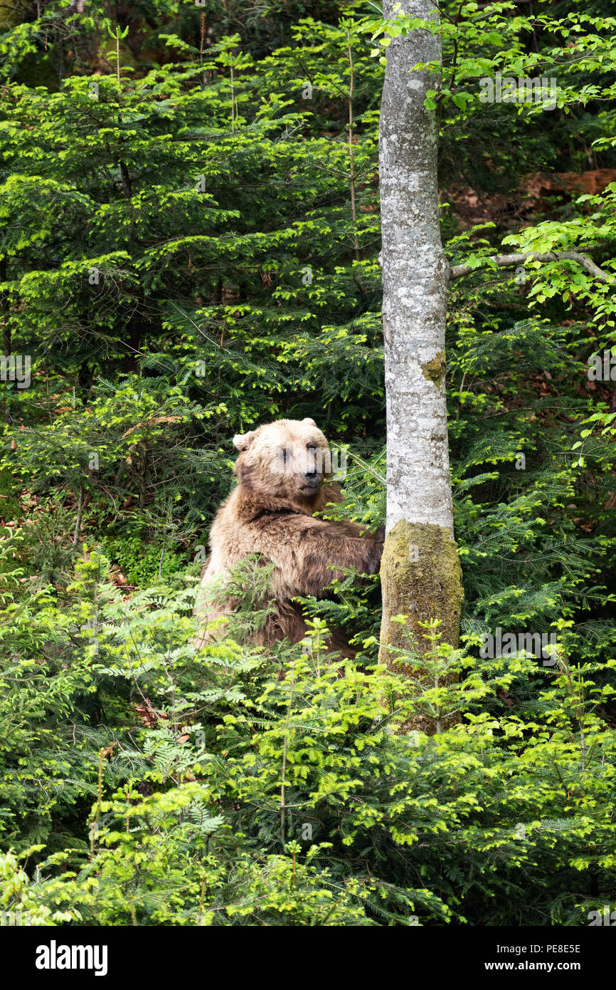 Ours brun européen dans une forêt. Animal sauvage dans la nature habitat Banque D'Images