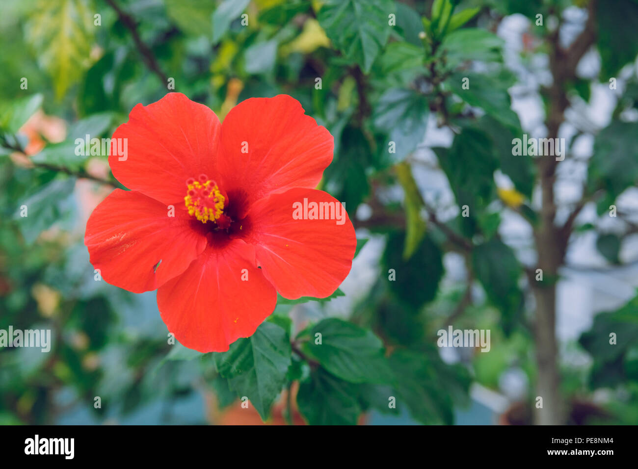 Ville Riga, Lettonie. Jardin botanique d'arbres et de fleurs. La nature et la photo de voyage 2018. Banque D'Images