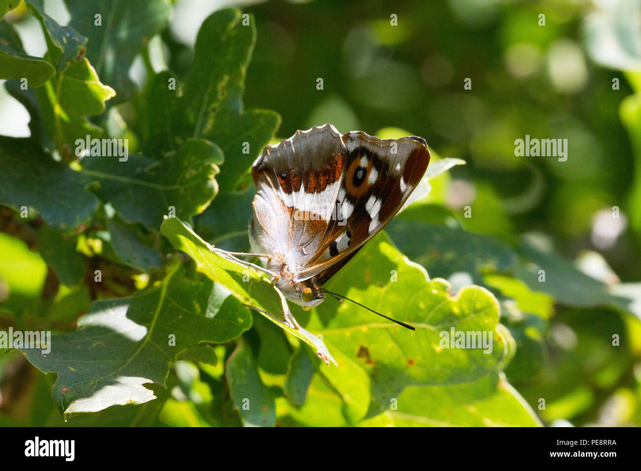 L'Empereur pourpre femelle papillon ,( Apatura iris ) , mâle dans l'établissement Oak tree .rare papillon forestiers qui a considérablement augmenté en raison de la gestion de l'Rewilded Knepp ferme à ferme. Banque D'Images