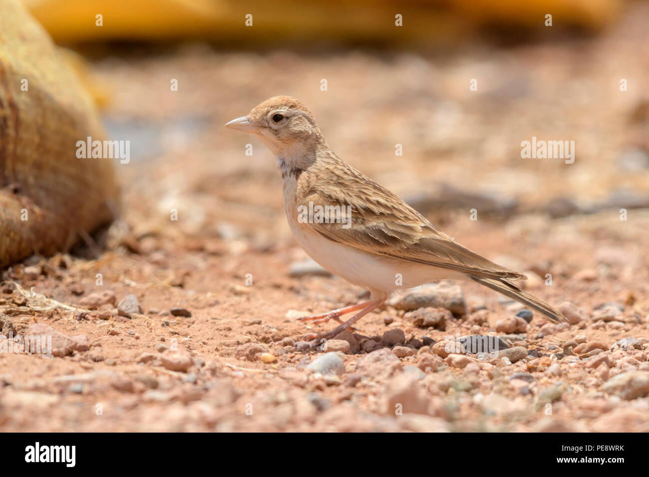 Circaète jean-le-Grand (Lark Calandrella brachydactyla rubiginosa), des profils à terre Banque D'Images