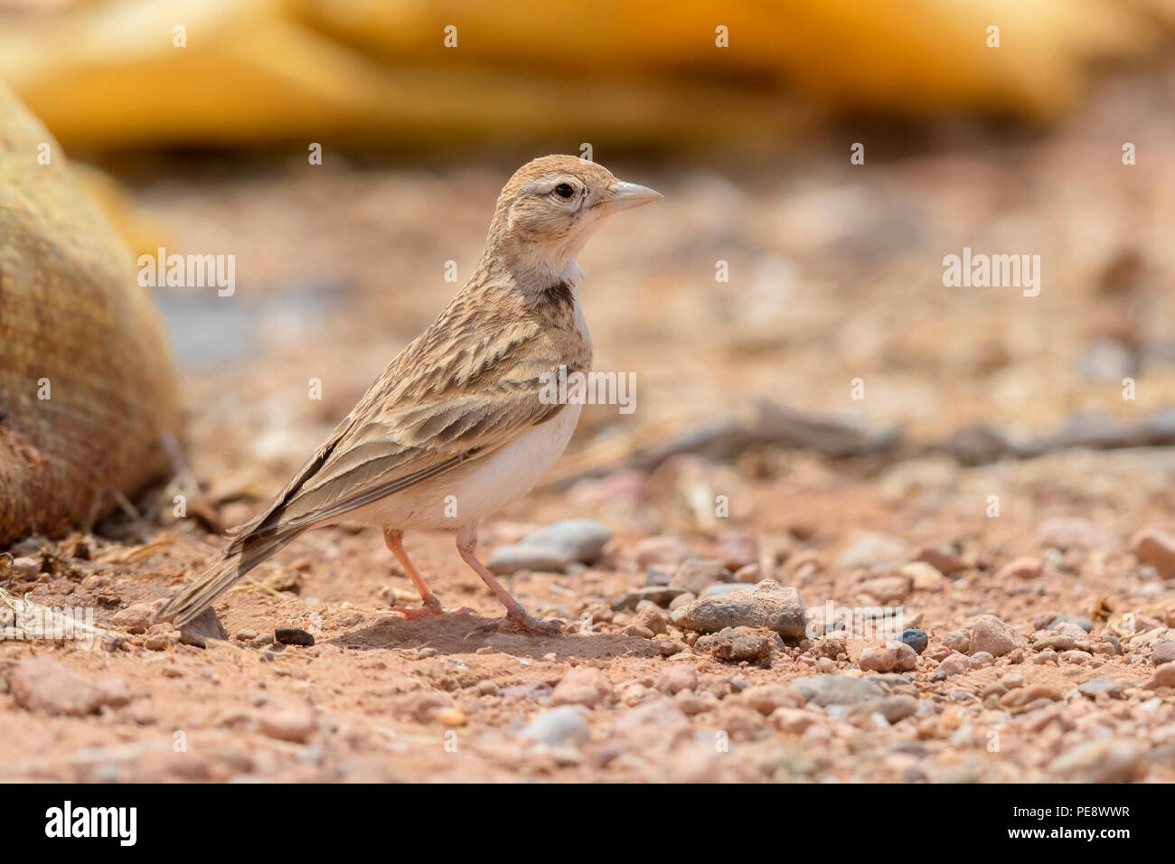 Circaète jean-le-Grand (Lark Calandrella brachydactyla rubiginosa), des profils à terre Banque D'Images