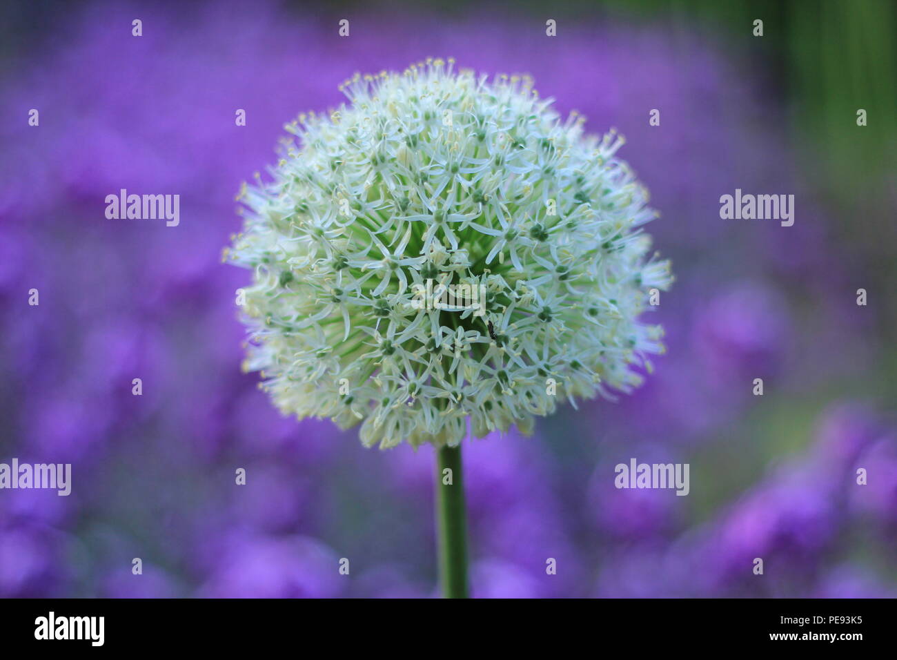 Fleur d'été allemande Banque D'Images