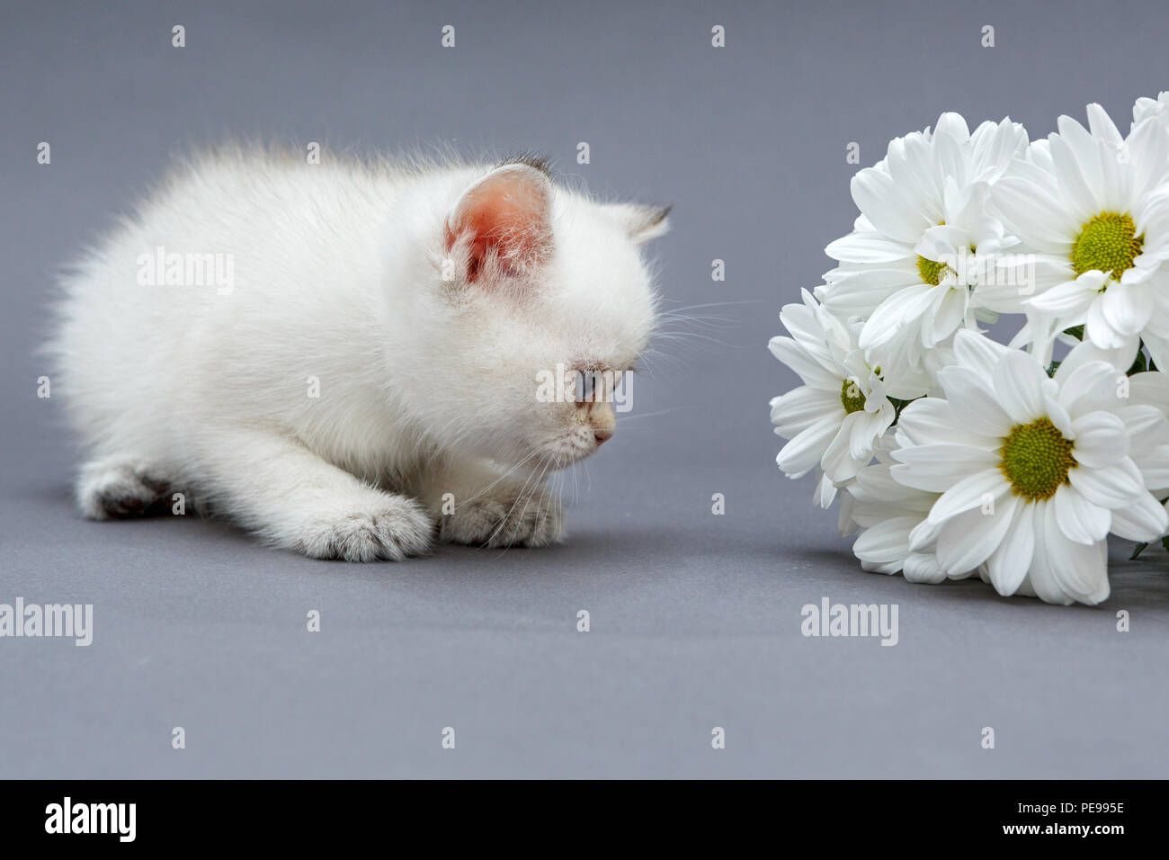 Chaton British Blanc Avec Des Yeux Bleus Et Un Bouquet De