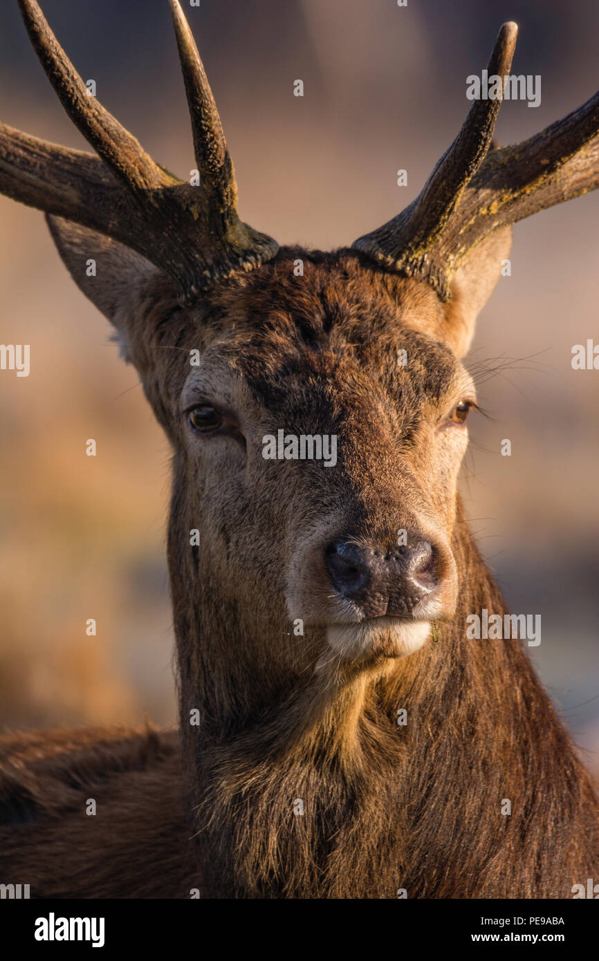 Red Deer Stag Close Up Banque D'Images