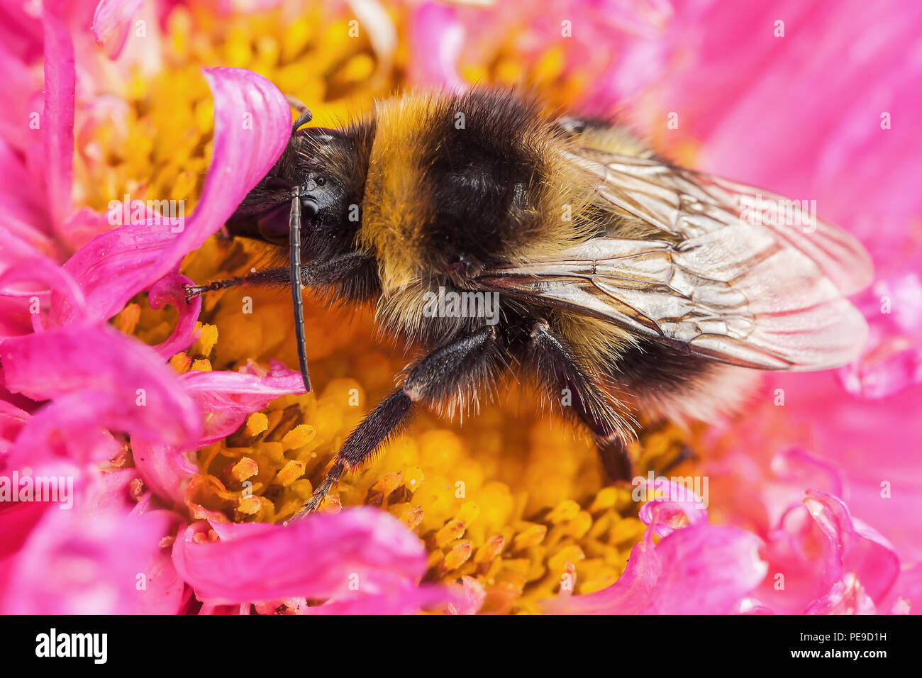 White Tailed bumblebee détail vue en gros s'est assis sur une magnifique fleur Aster rose Banque D'Images