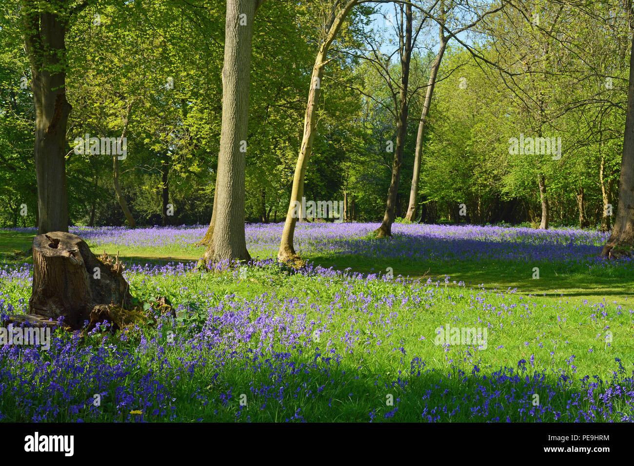 Bredgar, Bois Bluebell, Kent Banque D'Images