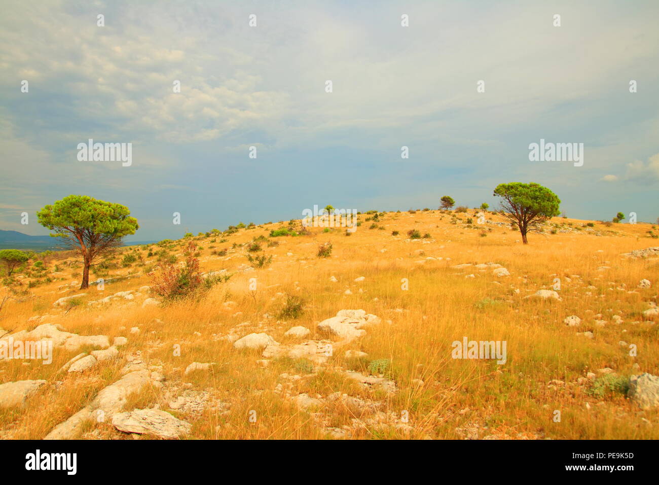 Paysage sec avec des pins en Dalmatie, Croatie Banque D'Images