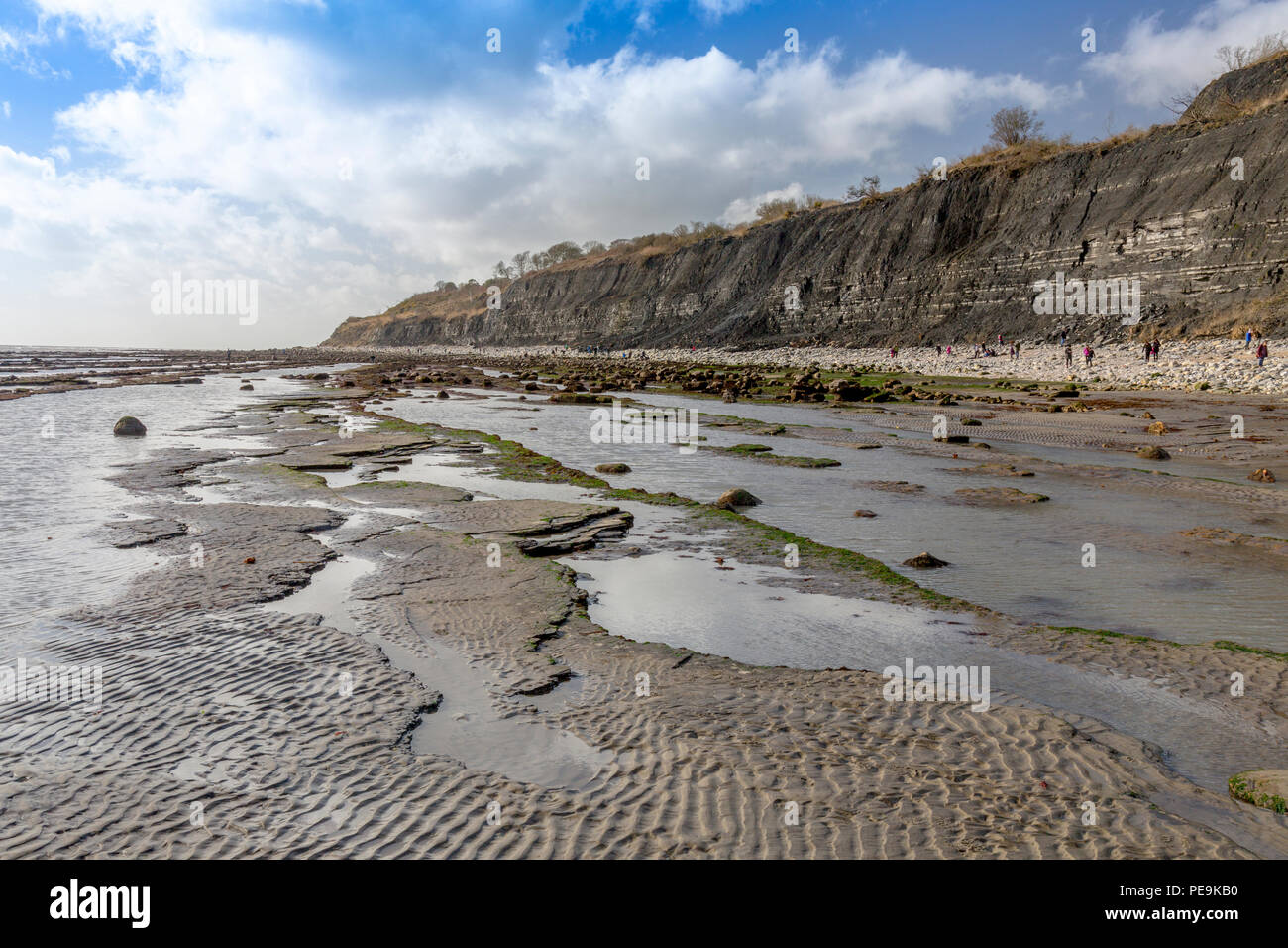 Une marée exceptionnellement basse expose la mer invisible normalement bed at Monmouth Beach sur la côte jurassique, Lyme Regis, Dorset, England, UK Banque D'Images