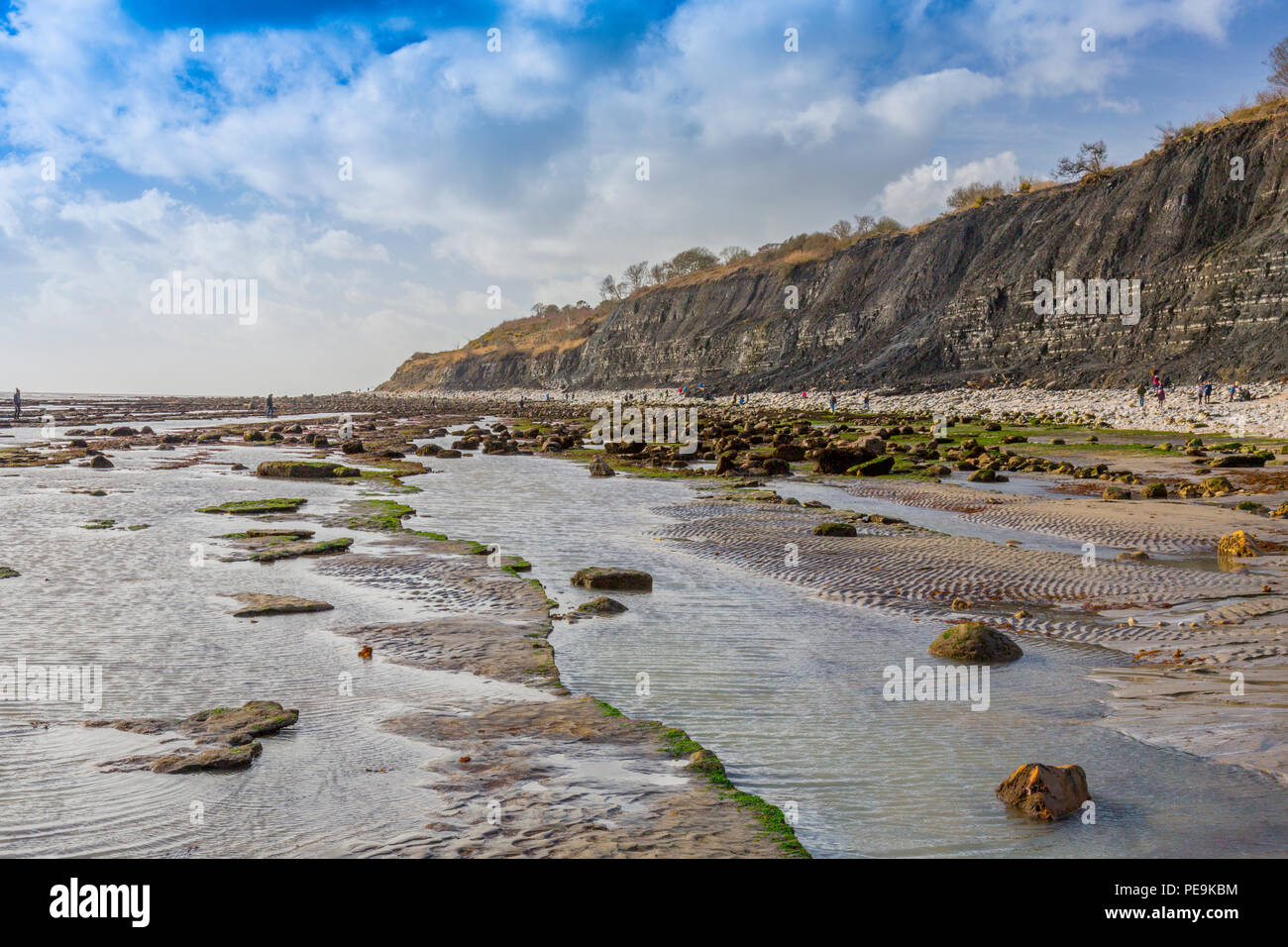 Une marée exceptionnellement basse expose la mer invisible normalement bed at Monmouth Beach sur la côte jurassique, Lyme Regis, Dorset, England, UK Banque D'Images