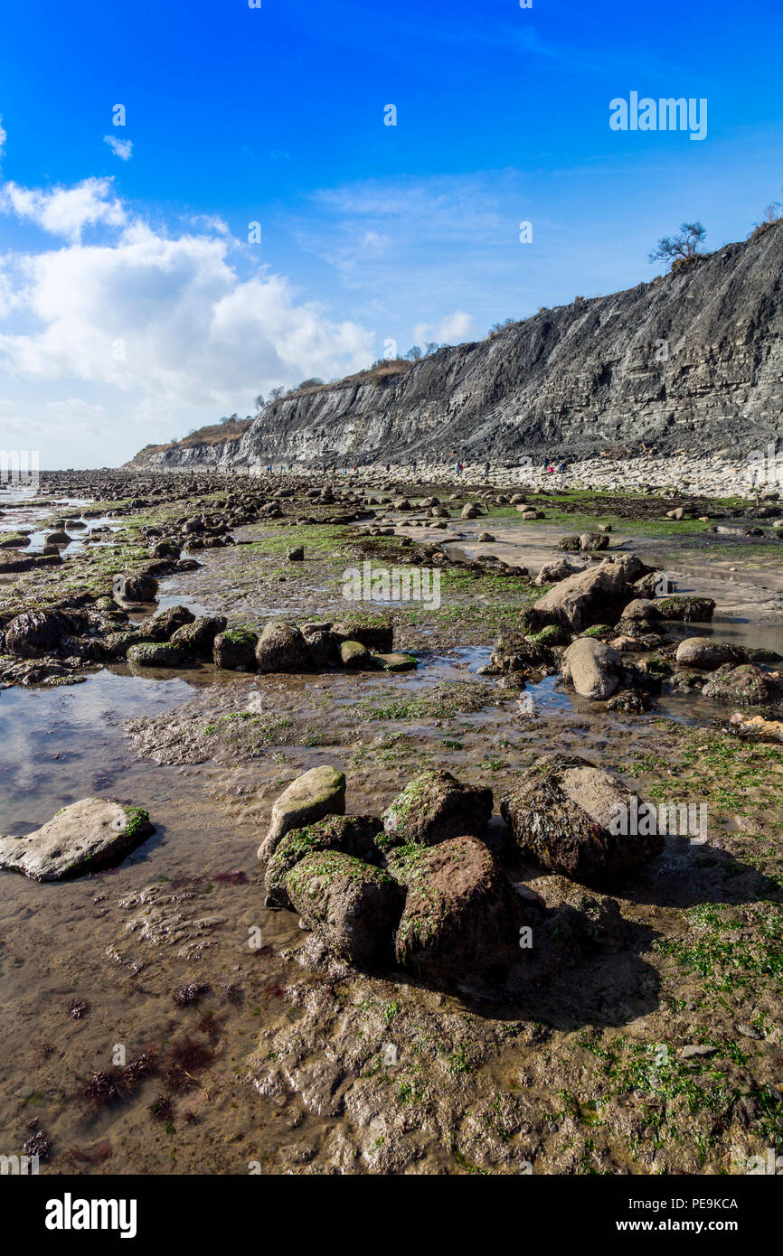 Une marée exceptionnellement basse expose la mer invisible normalement bed at Monmouth Beach sur la côte jurassique, Lyme Regis, Dorset, England, UK Banque D'Images