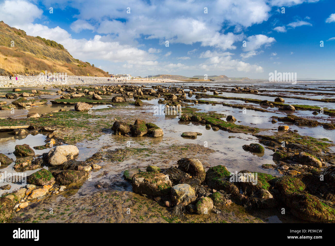 Une marée exceptionnellement basse expose la mer invisible normalement bed at Monmouth Beach sur la côte jurassique, Lyme Regis, Dorset, England, UK Banque D'Images