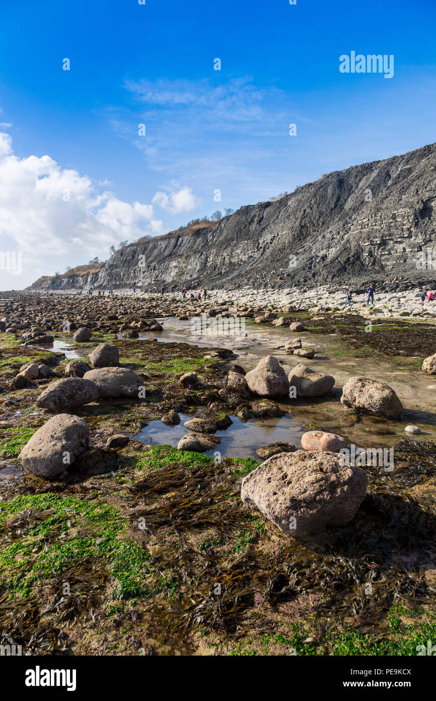 Une marée exceptionnellement basse expose la mer invisible normalement bed at Monmouth Beach sur la côte jurassique, Lyme Regis, Dorset, England, UK Banque D'Images