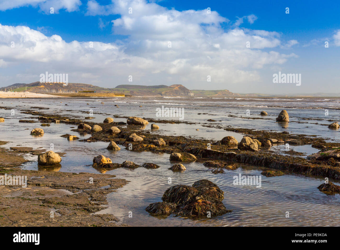 Une marée exceptionnellement basse expose la mer invisible normalement bed at Monmouth Beach sur la côte jurassique, Lyme Regis, Dorset, England, UK Banque D'Images