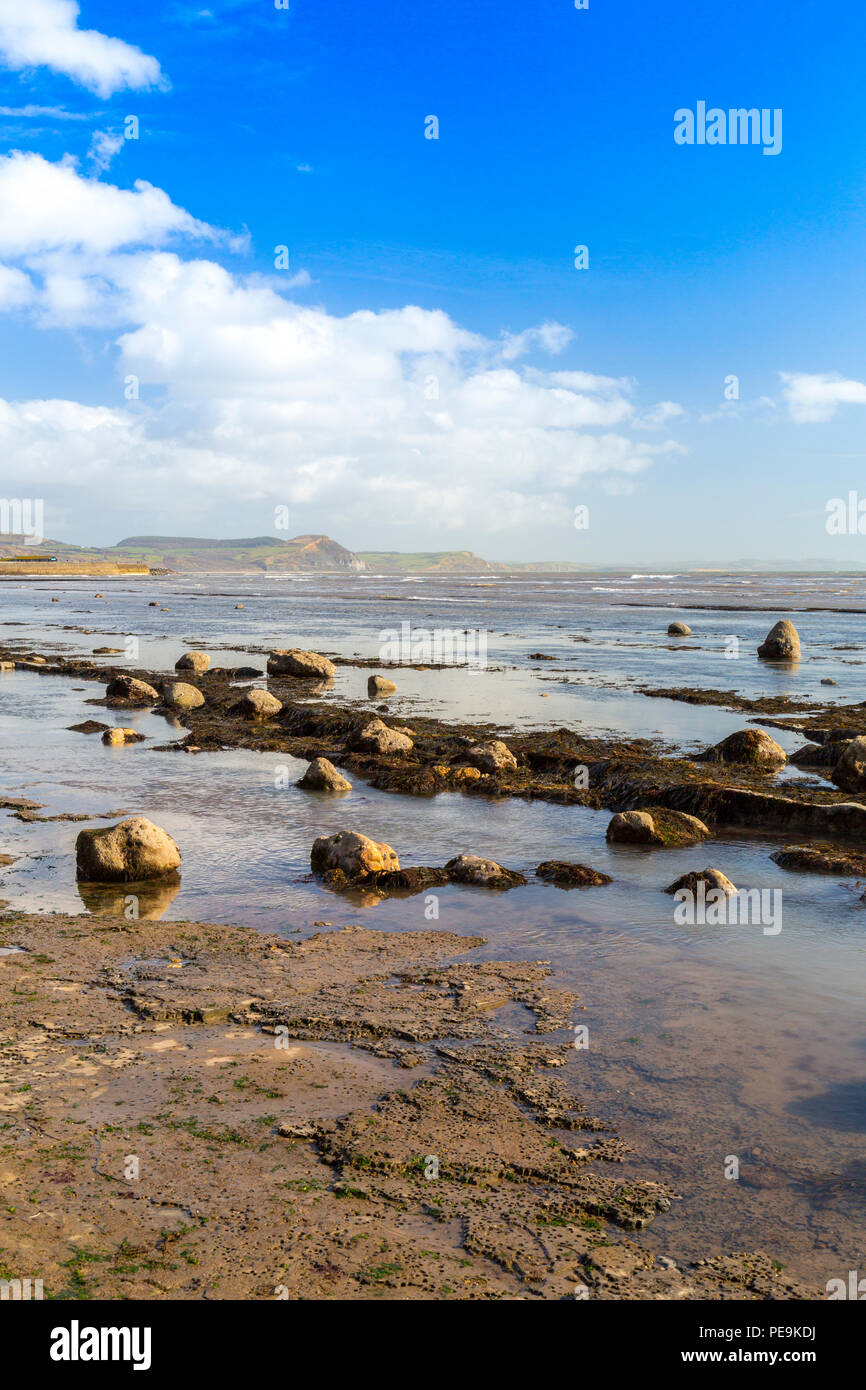 Une marée exceptionnellement basse expose la mer invisible normalement bed at Monmouth Beach sur la côte jurassique, Lyme Regis, Dorset, England, UK Banque D'Images